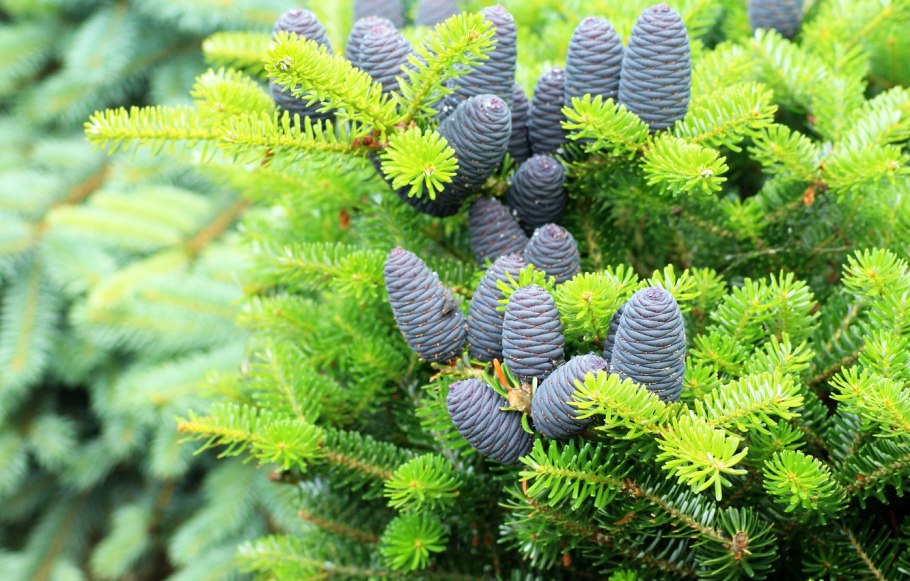 Pinus Sylvestris compressa