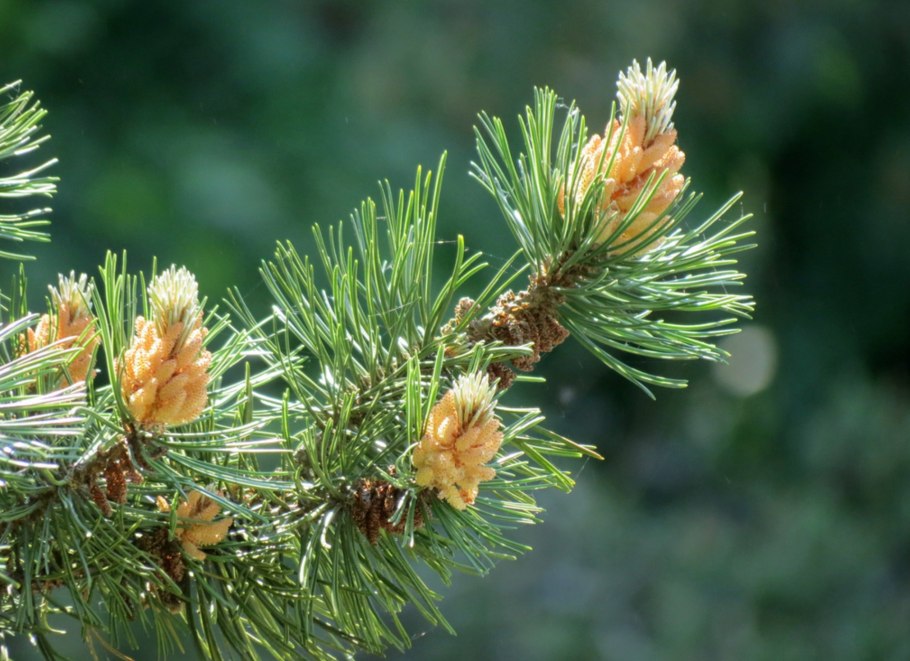 Фитонциды хвойных