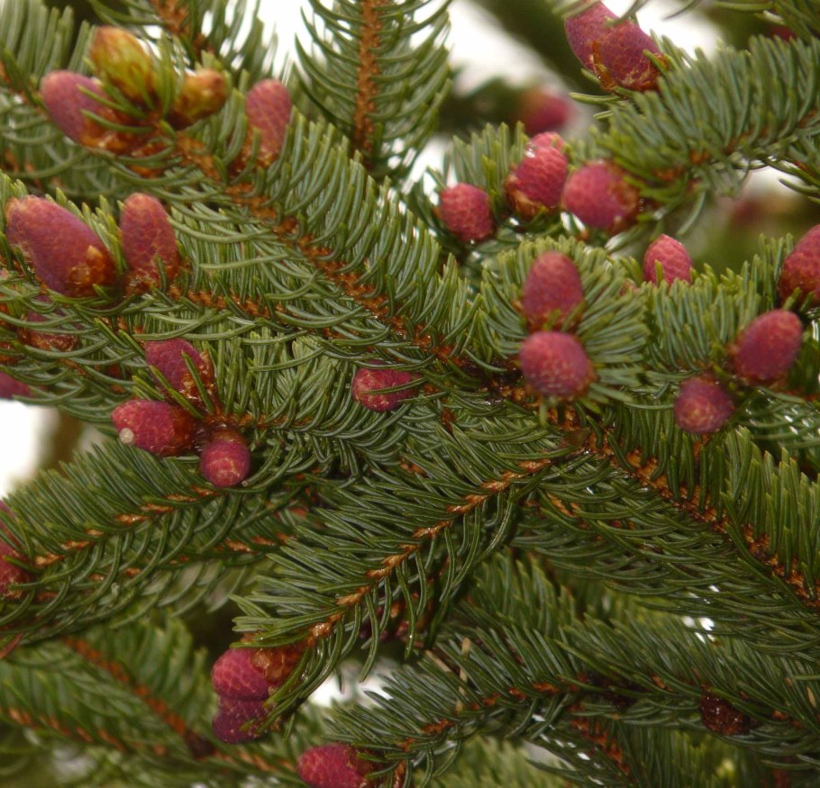 Сосновые бруньки что это