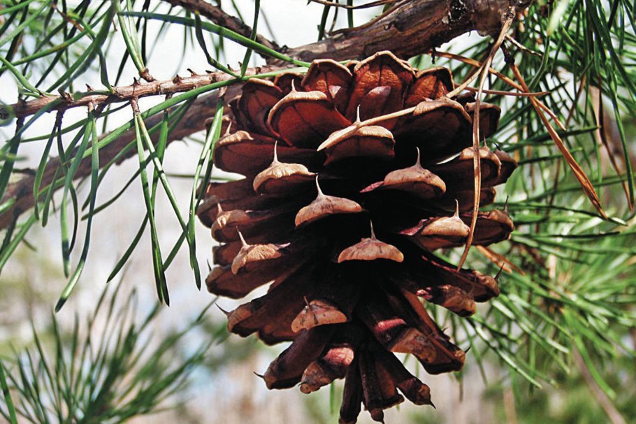 Кедровая шишка