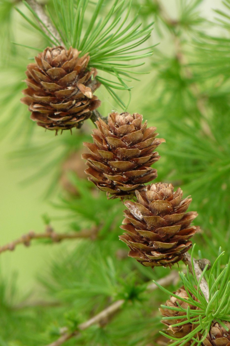 Лиственница Сибирская Larix sibirica