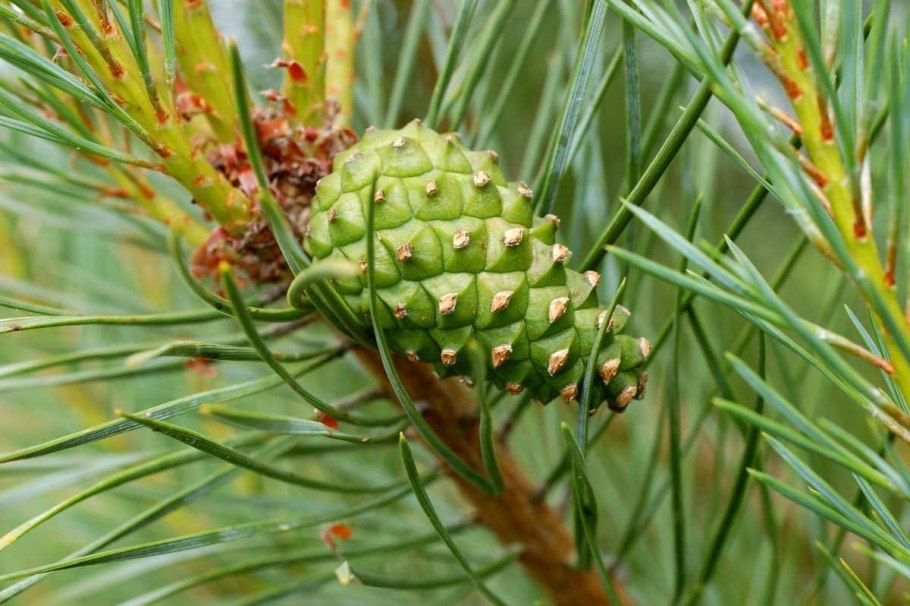 Pinus Sylvestris шишка