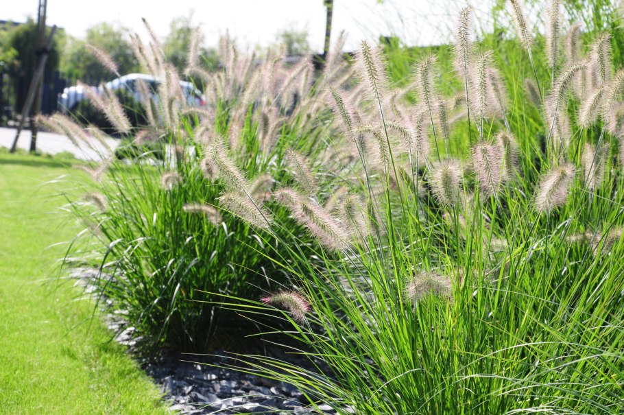 Пеннисетум Хамельн