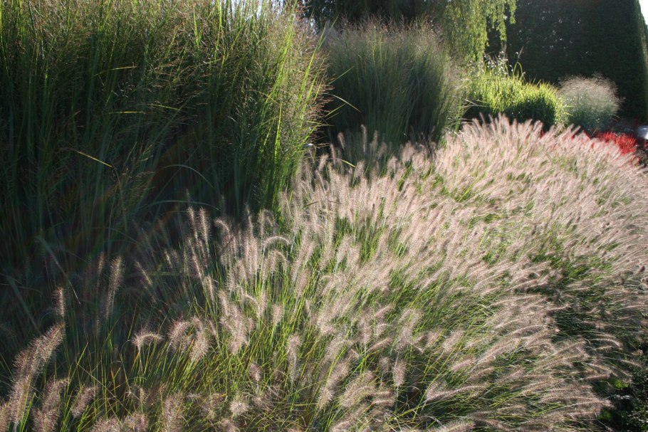 Пеннисетум мохнатый Pennisetum villosum