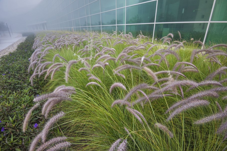 Пеннисетум Хамельн