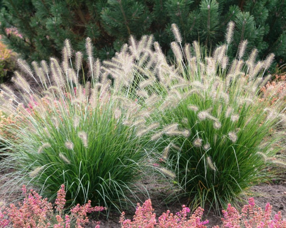 Пеннисетум Хамельн