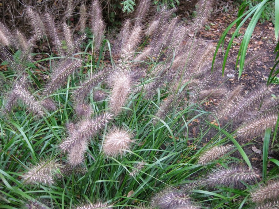 Перистощетинник (пеннисетум) щетинистый