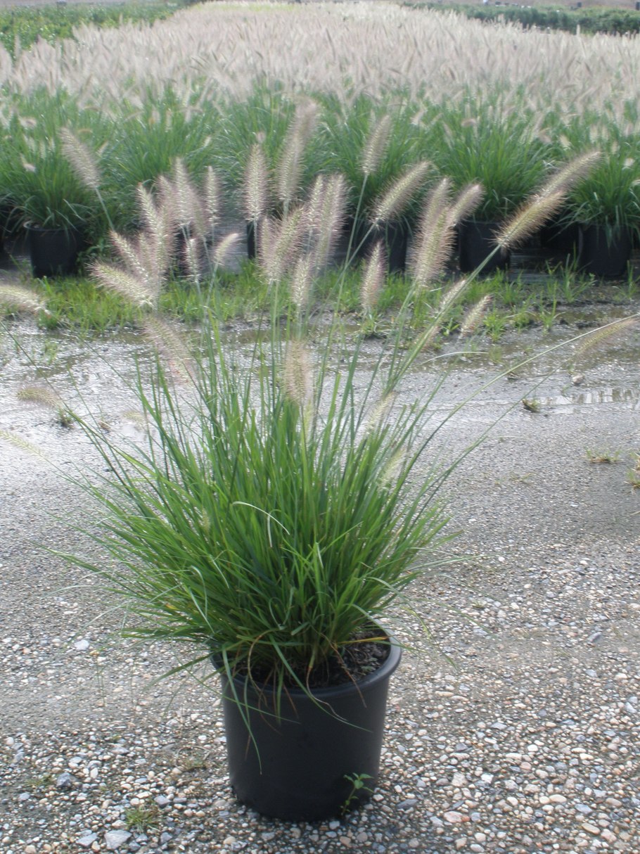 Пеннисетум Pennisetum glaucum Jade Princess