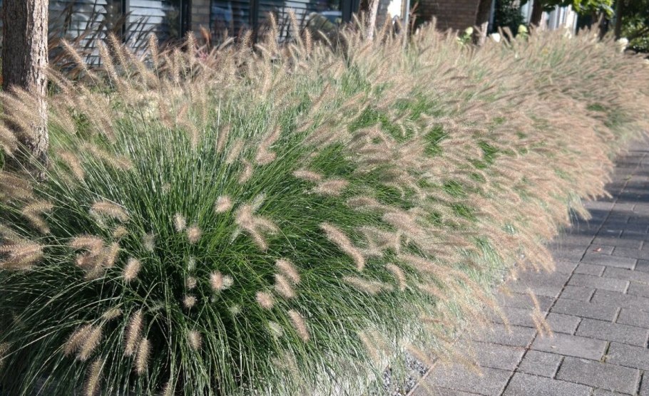 Пеннисетум rubrum