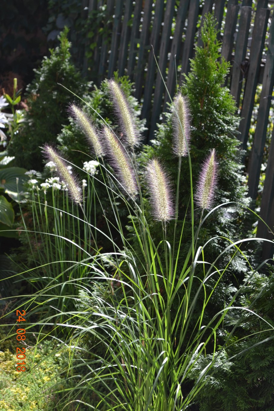 Пеннисетум Алопекуроидес
