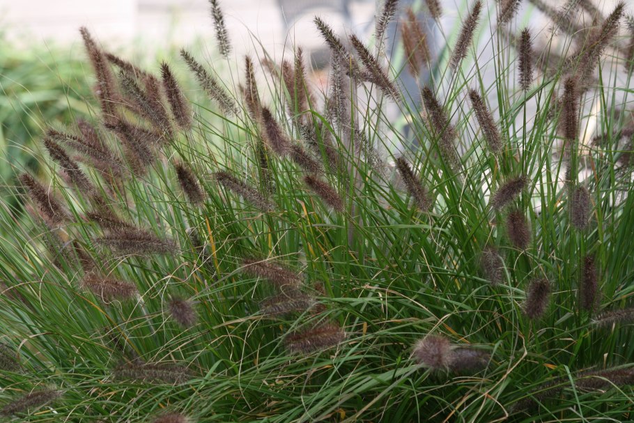 Перистощетинник щетинистый