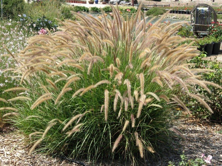 Pennisetum divisum