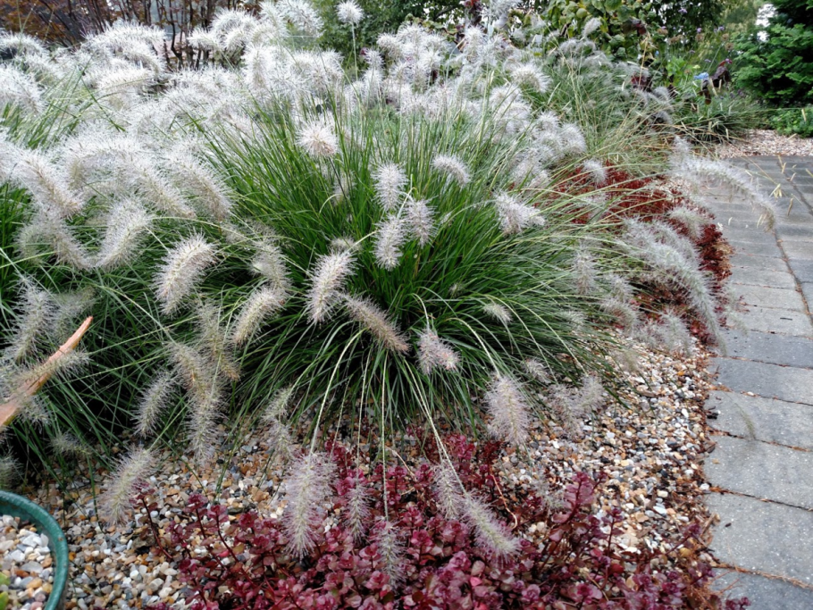 Пеннисетум щетинистый зимостойкость