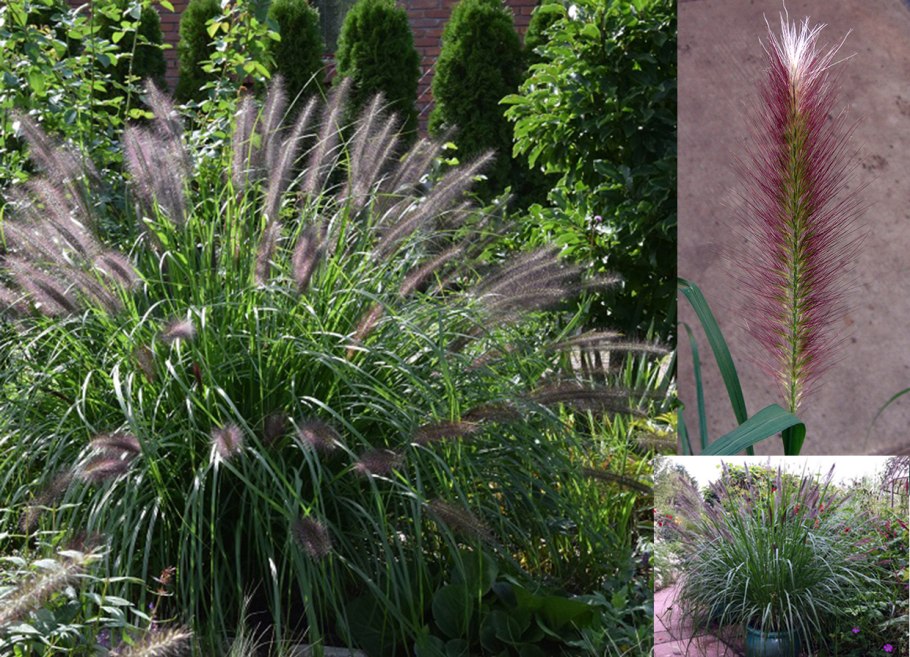 Пеннисетум лисохвостовый Хамельн