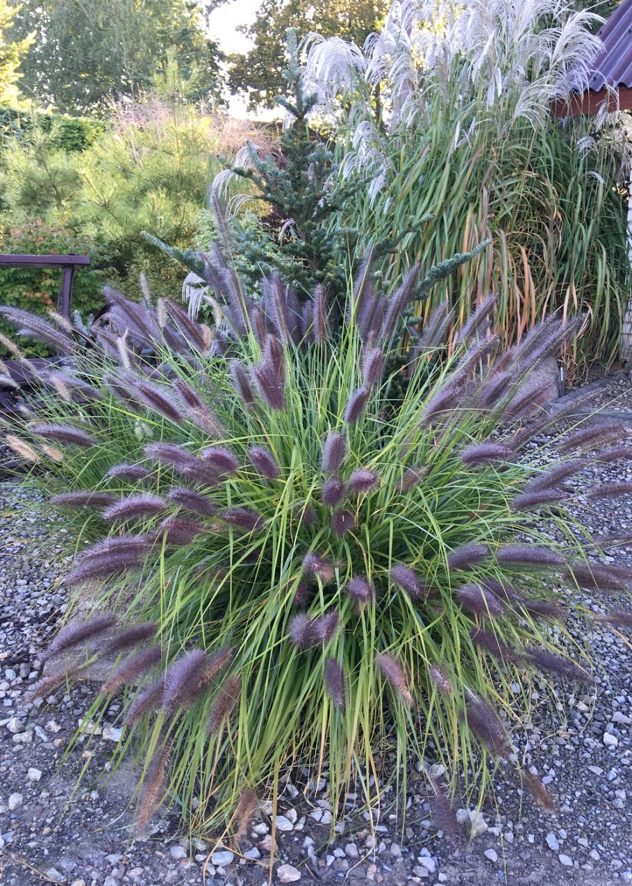 Пеннисетум Алопекуроидес