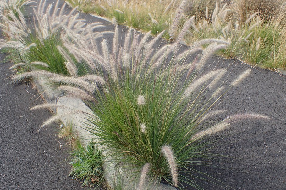 Пеннисетум лисохвостный (Pennisetum alopecuroides)