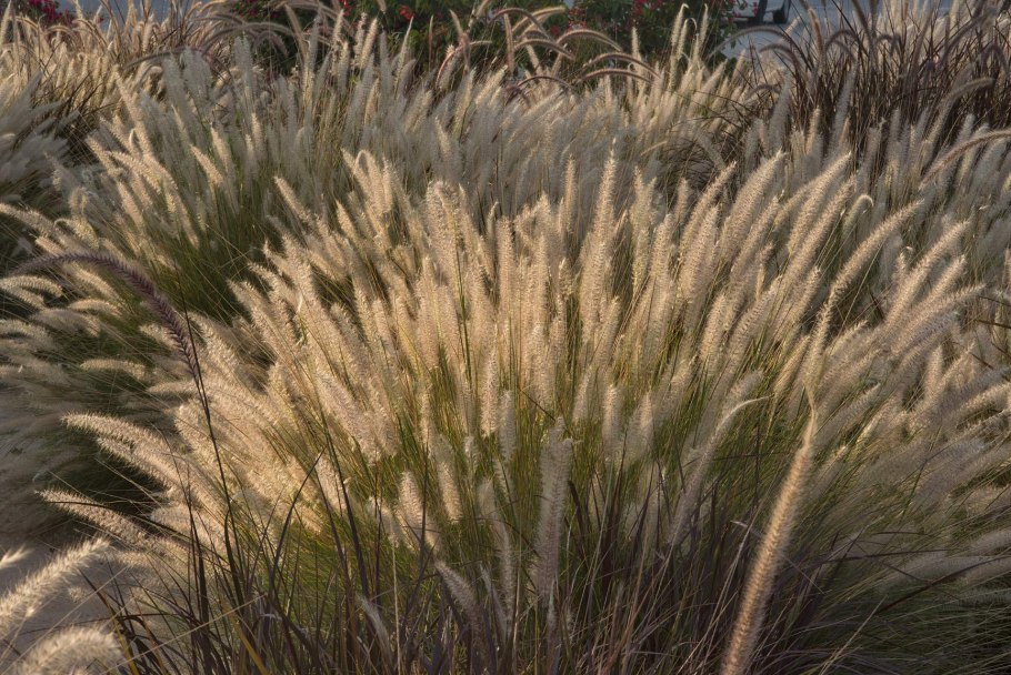 Пеннисетум (перистощетинник) лисохвостный Блэк Бьюти