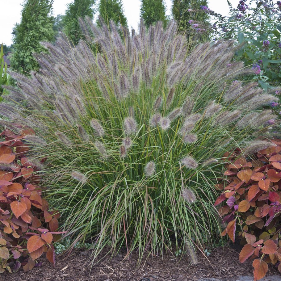Pennisetum setaceum