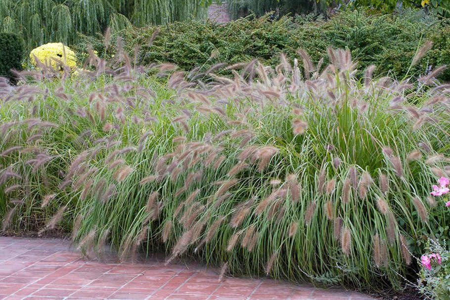 Перистощетинник (пеннисетум) щетинистый
