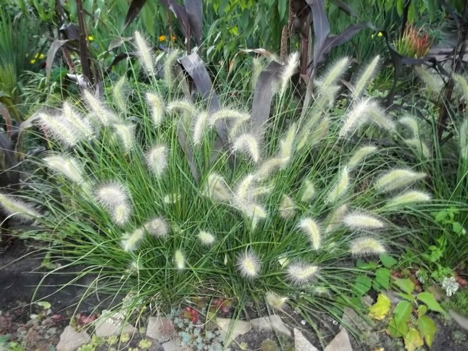 Пеннисетум лисохвостный Гамельн