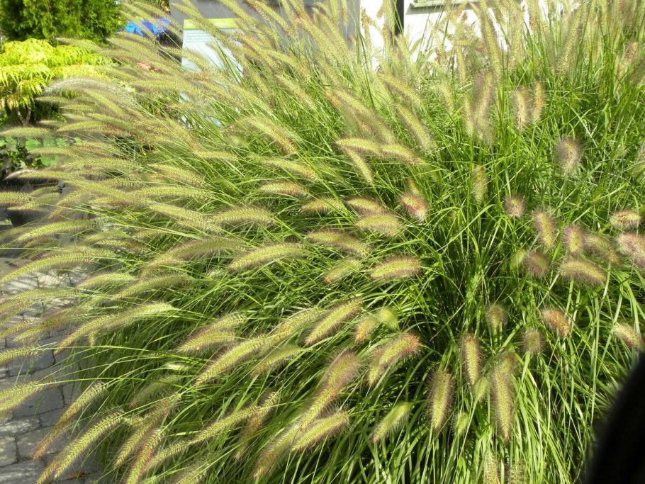 Пеннисетум Hameln