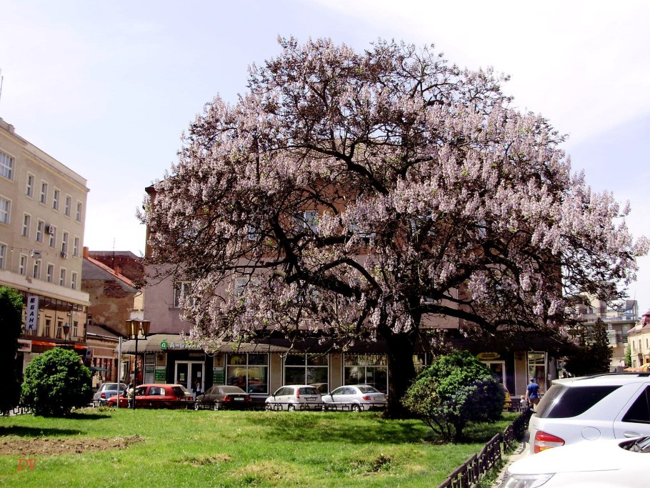 Императорское дерево Павловния