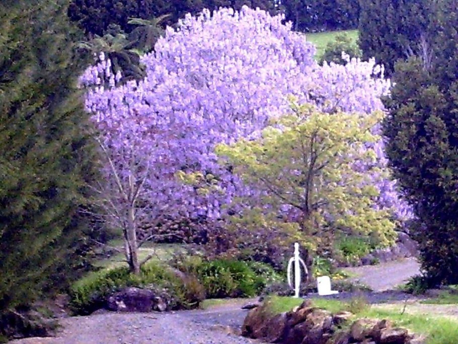 Павловния жакаранда