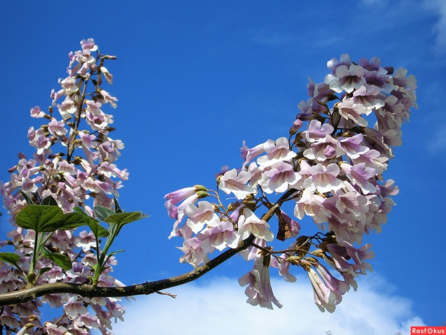 Paulownia дерево