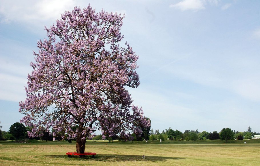 Paulownia catalpifolia