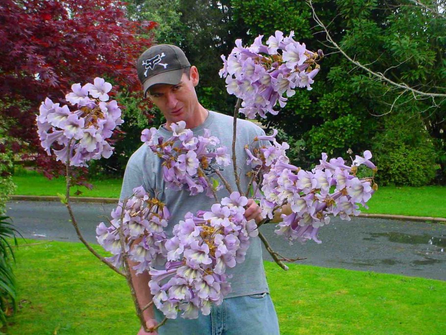 Быстрорастущее дерево павлония