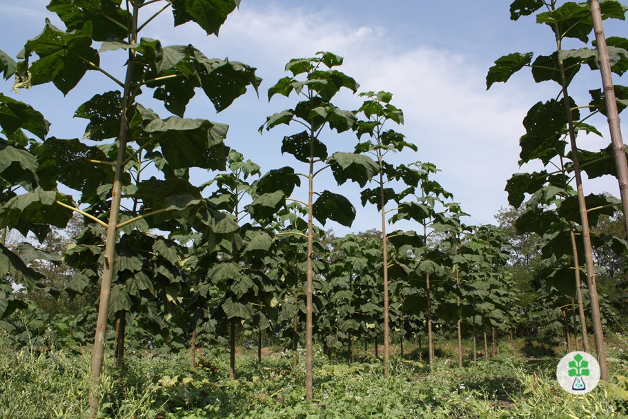Быстрорастущее дерево павловния