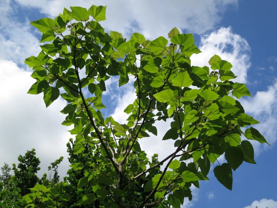 Павлония войлочная