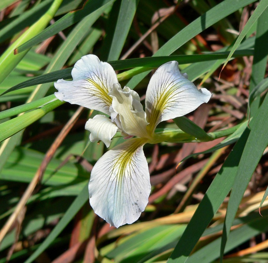 Iris x robusta