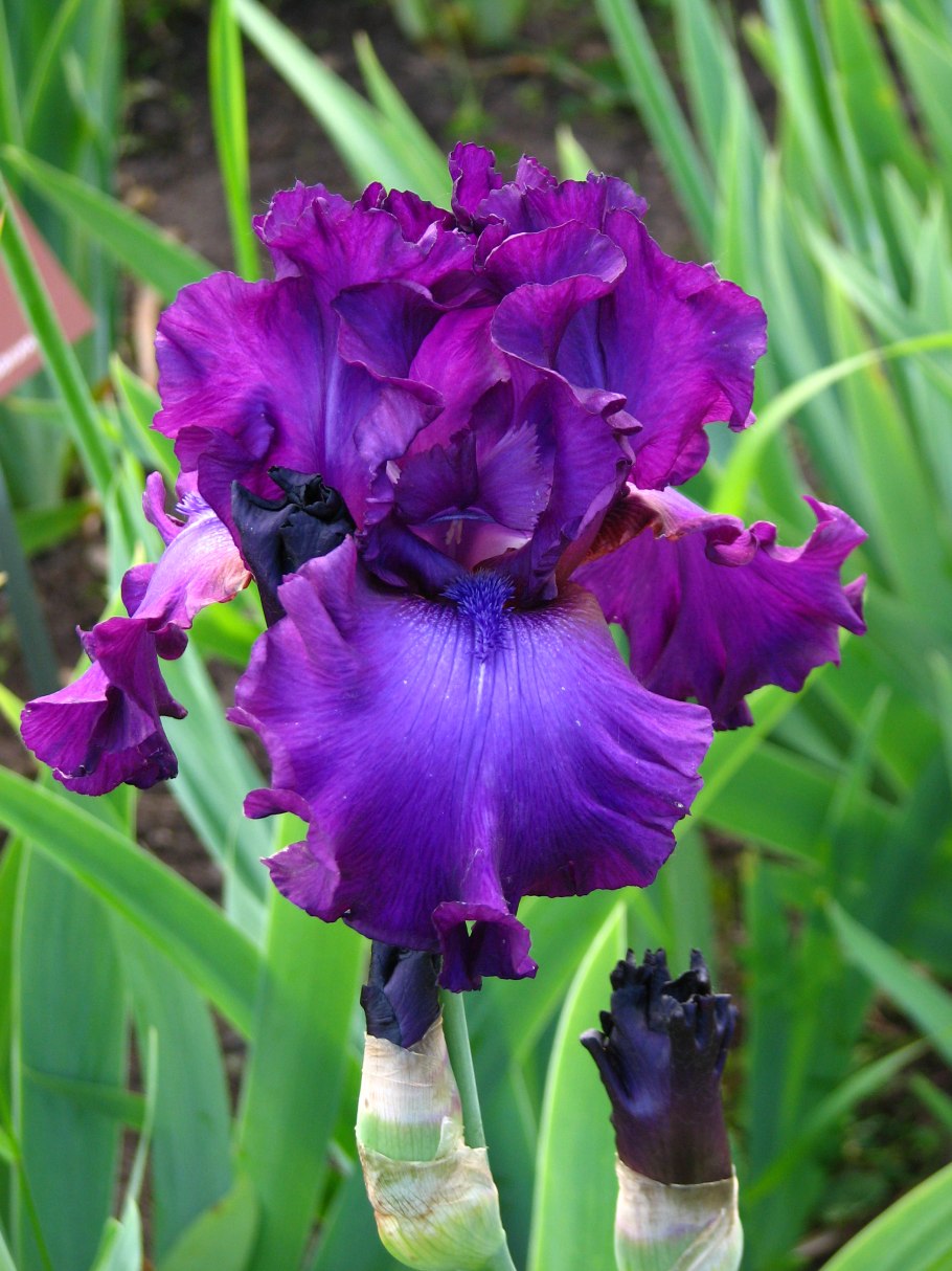 Ирис lutescens campbellii