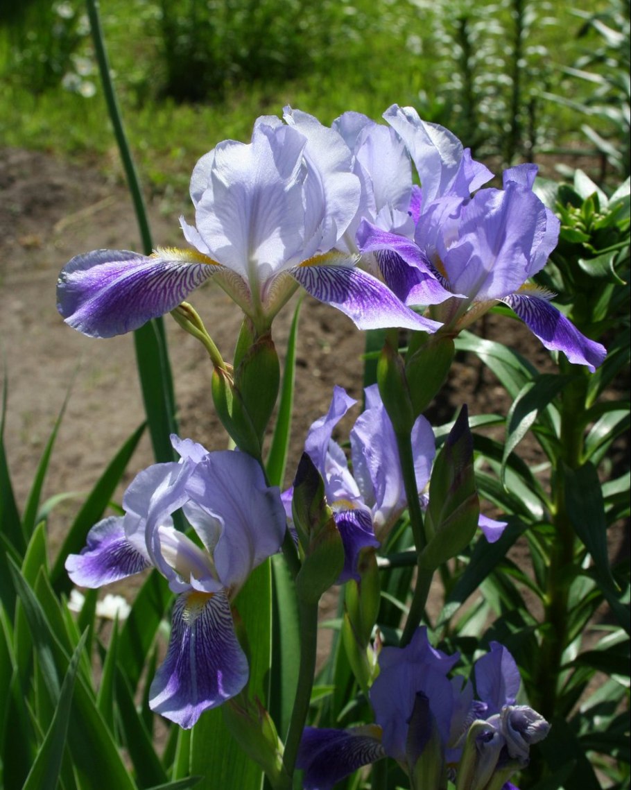 Ирис Касатик