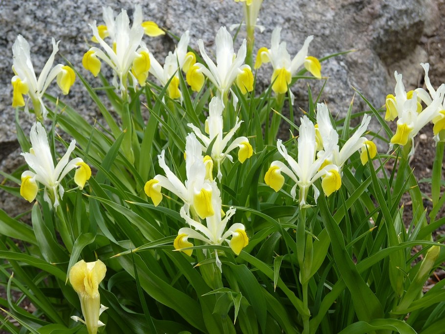 Ирис Стерх фото