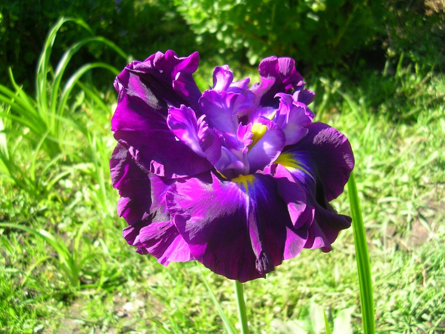 Ирис мечевидный Фростед интриг