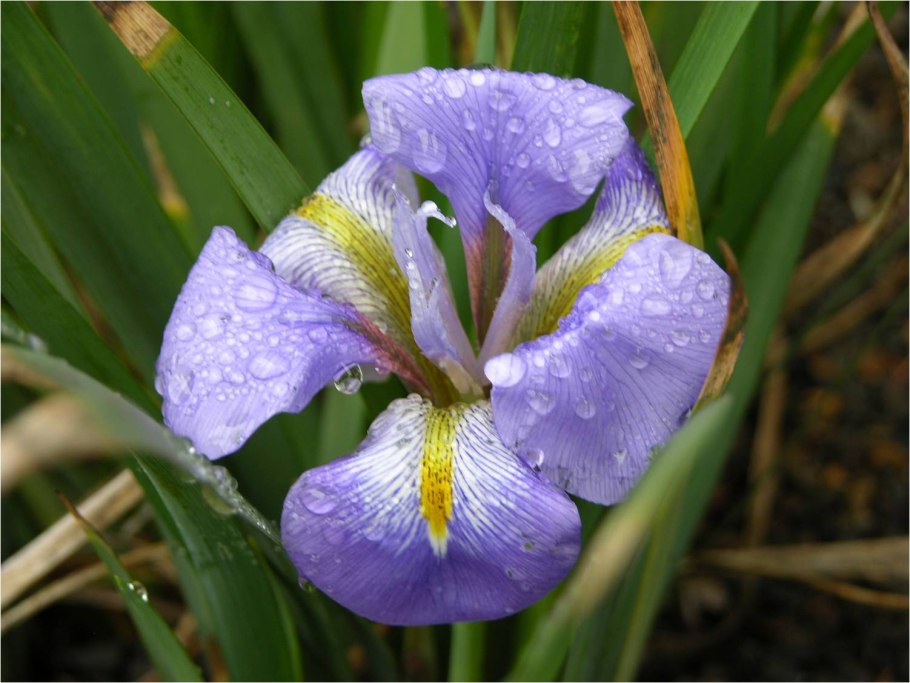 Ирис ensata (сорт 'Eileen's Dream')