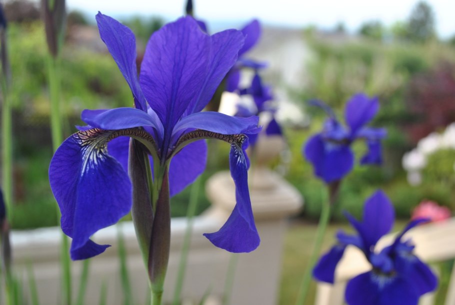 Ирис иридодиктиум