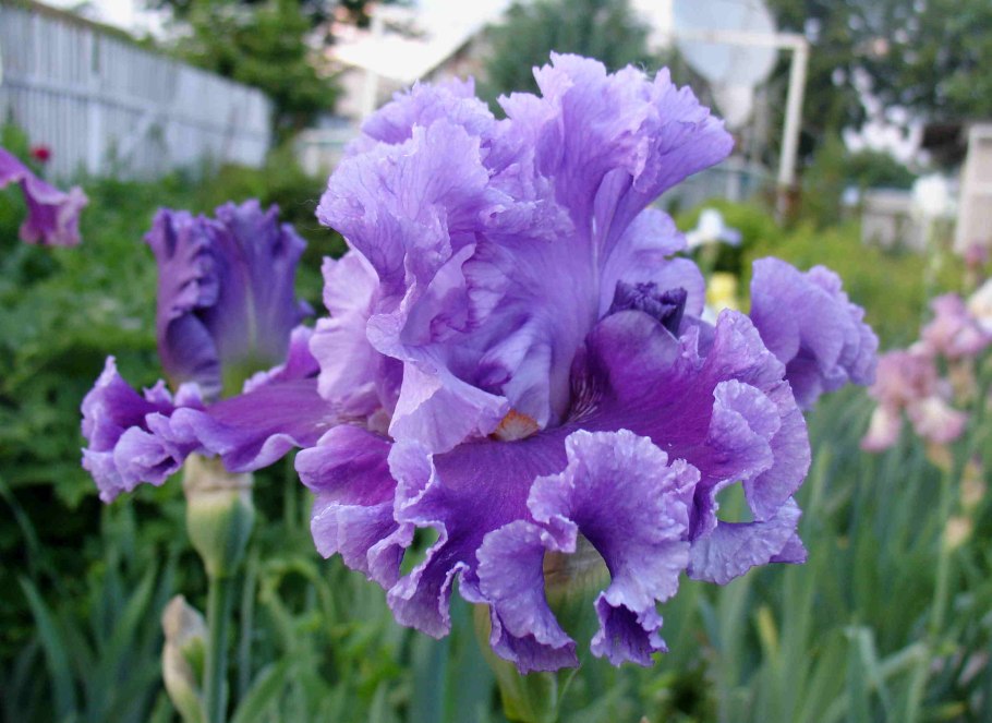 Ирис Сибирский Uncorked