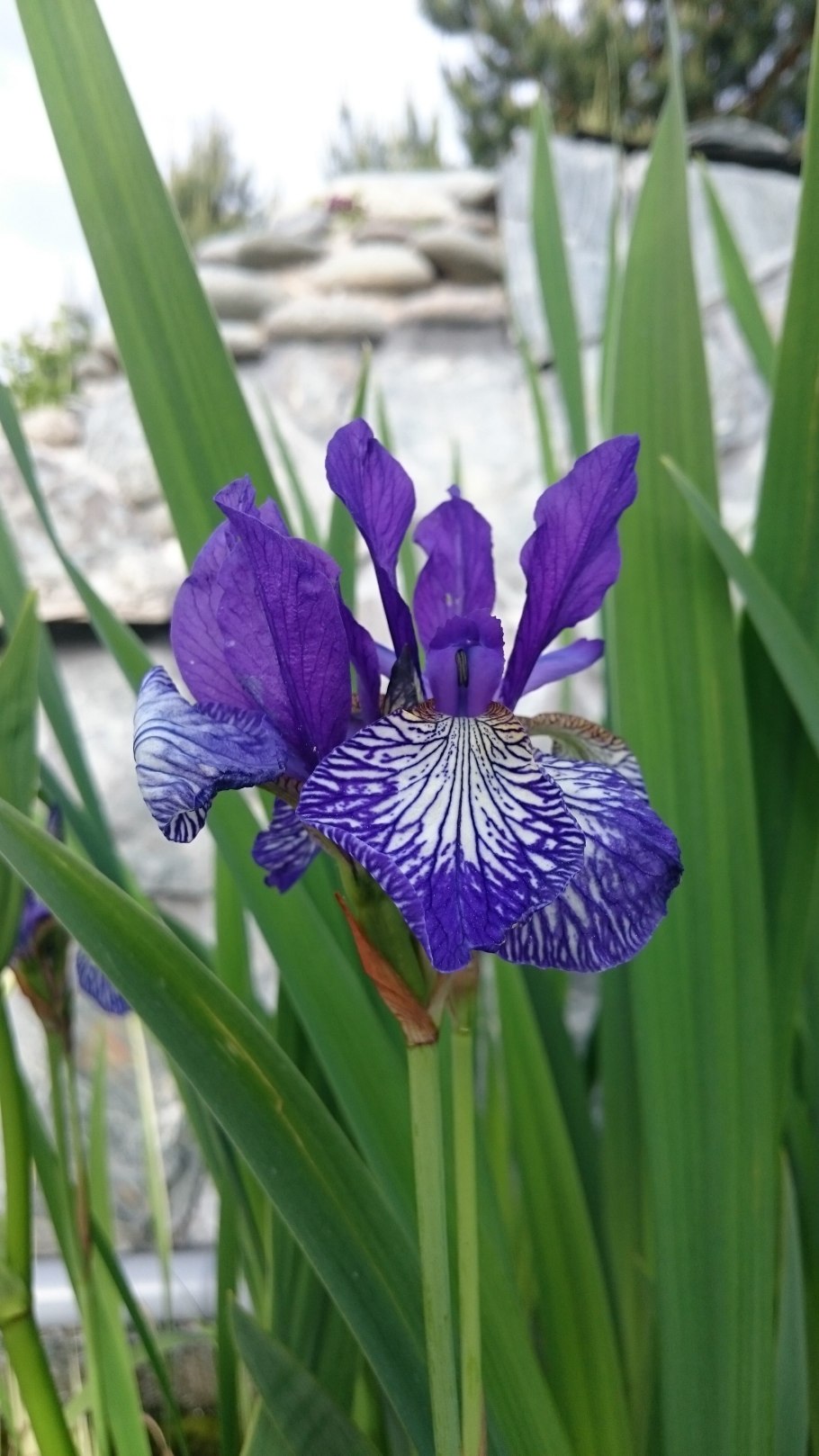 Ирис ложноаировый синий