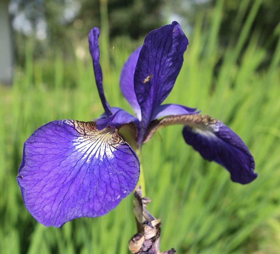 Setosa virginica Iris sepal