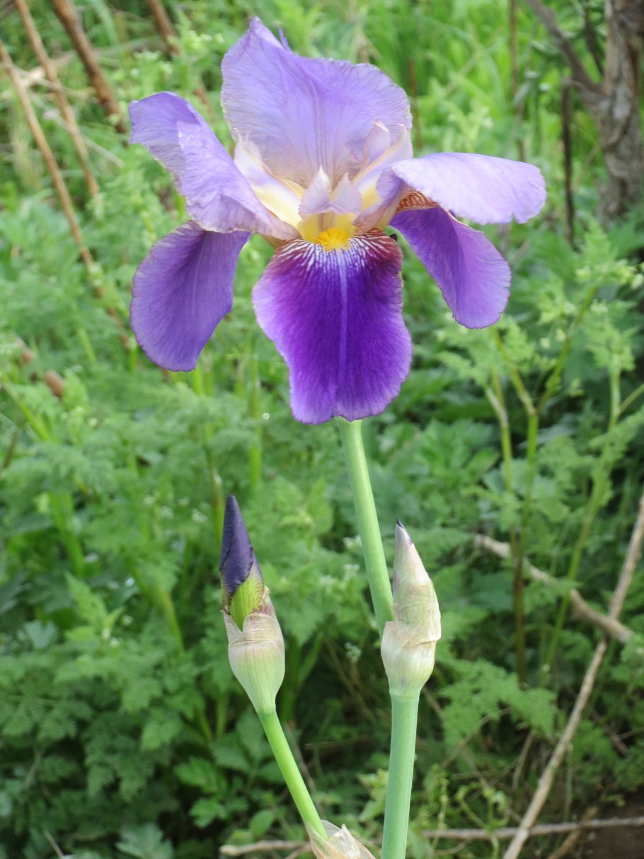 Ирис призматический белый Плантариум