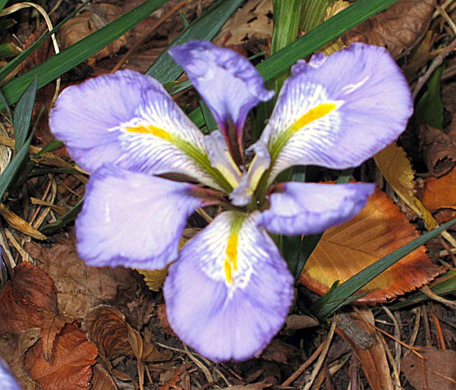 Ирис Тимофеева