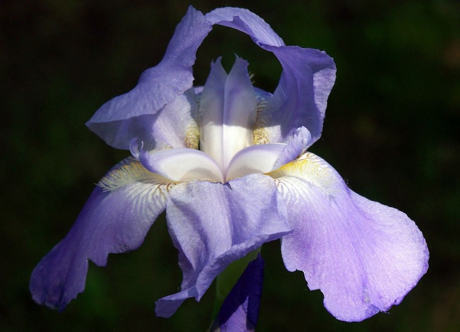 Ирис бородатый Warrior King