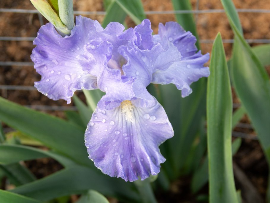 Brândușe - korolkowii