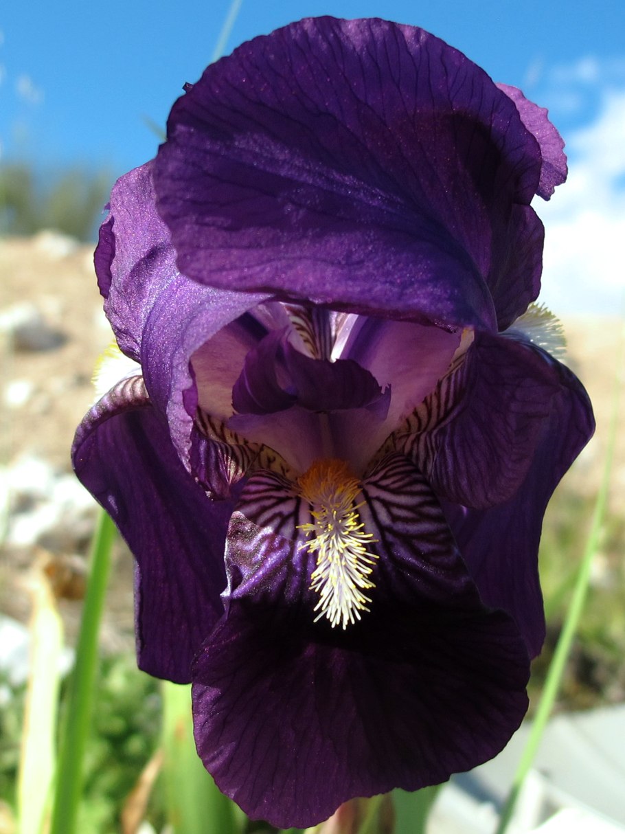 Растение Арагон