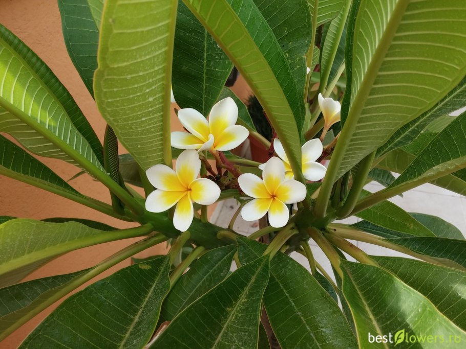 Плюмерия в горшке