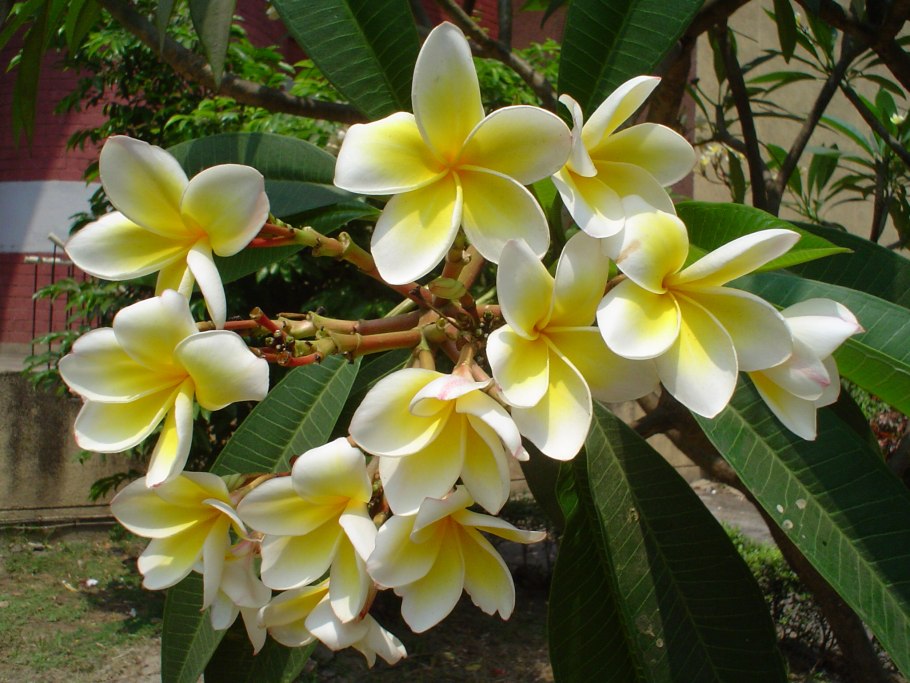 Плюмерия кустарник