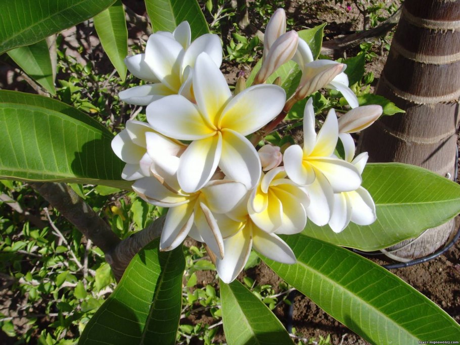 Месечитес trifida- mesechites trifida